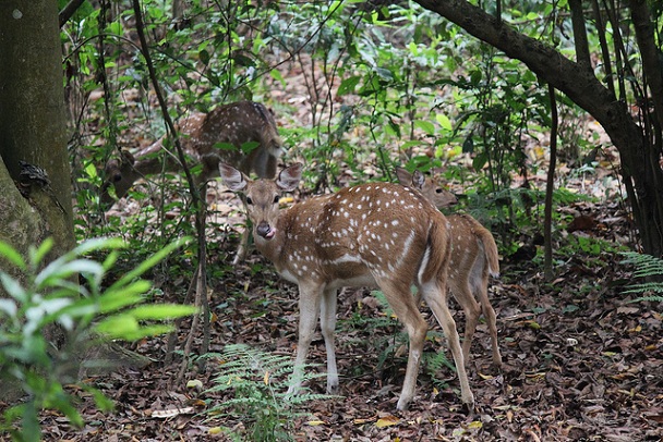 gokarna-safari-park_kathmandu-tourist-places