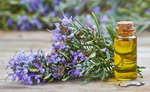 Rosemary Oil 1