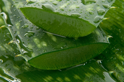 aloe vera face packs 1