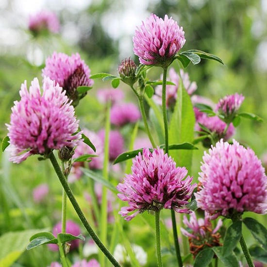 Red Clover for breast enlargement