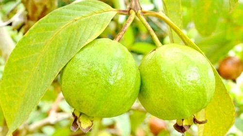 Guavas