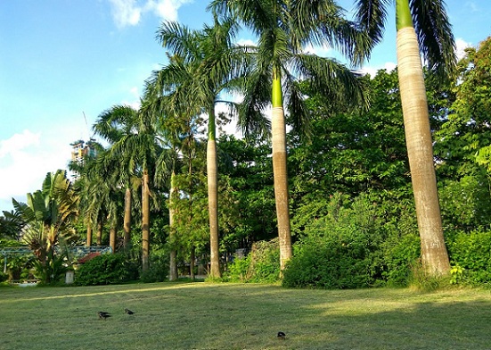 parks-in-kolkata-mohor-kunja