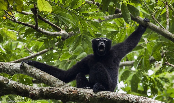 parks-in-assam-hoollongapar-gibbon-sanctuary