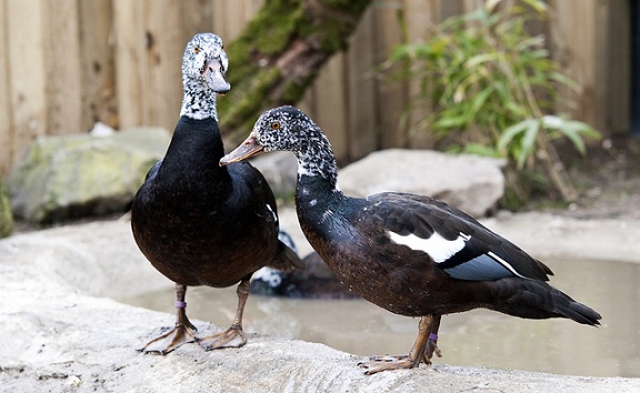 parks-in-assam-bornadi-wildlife-sanctuary-white-winged-duck