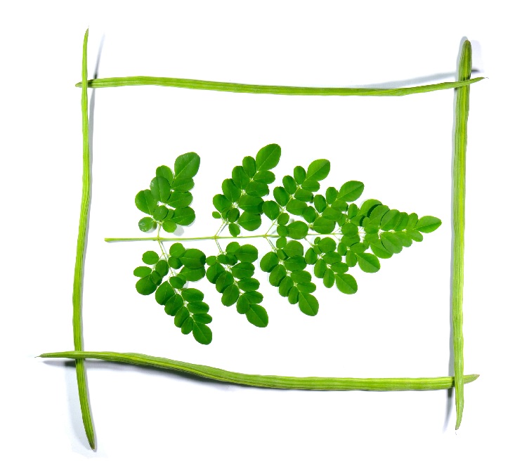 moringa leaves benefits