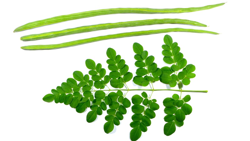 uses of moringa leaves