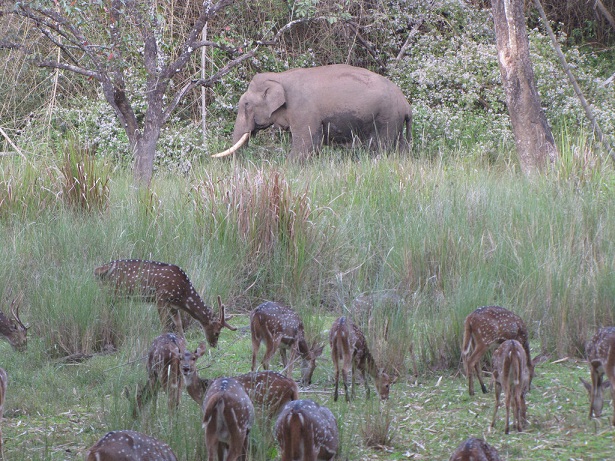 nagarhole-national-park_coorg-tourist-places