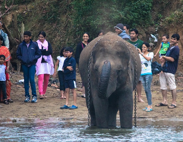 dubare-reserve-forest-and-reserve-camp_coorg-tourist-places