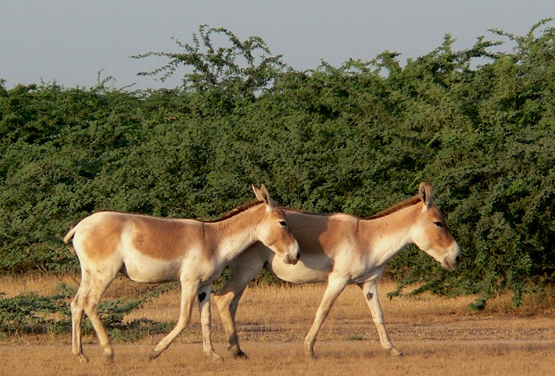 wild-ass-sanctuary_gujarat-tourist-places