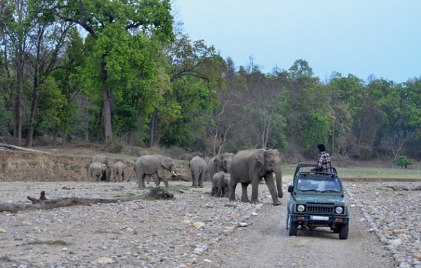 rajaji-national-park_haridwar-tourist-places