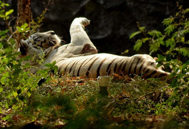 rajiv-gandhi-national-park_pune-tourist-places