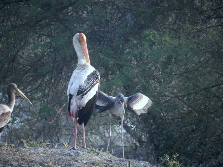 national parks in india13