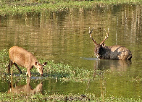 national parks in india3