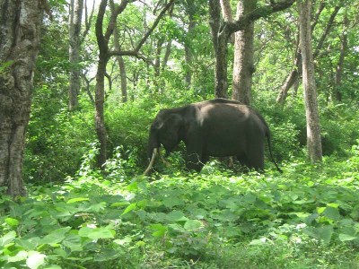 national parks in india