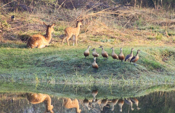 van-vihar-national-park_bhopal-tourist-places