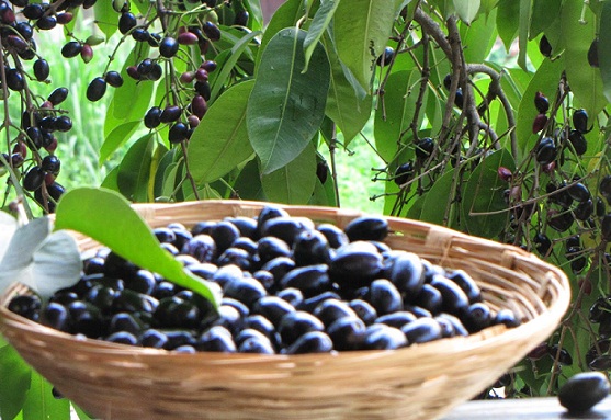 Can Diabetics Eat Black Jamun Fruit 