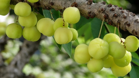 Amla For Hair Growth