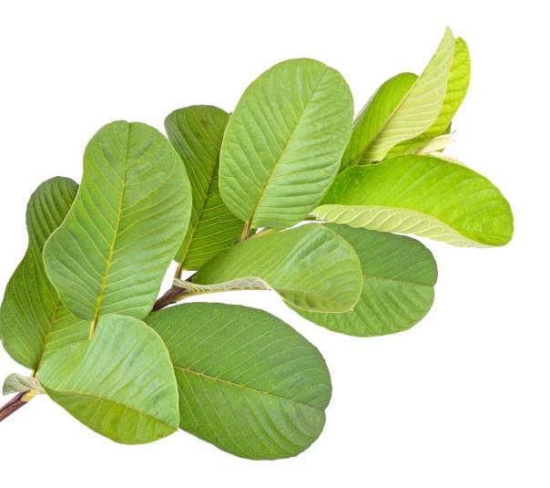 benefits of guava leaves