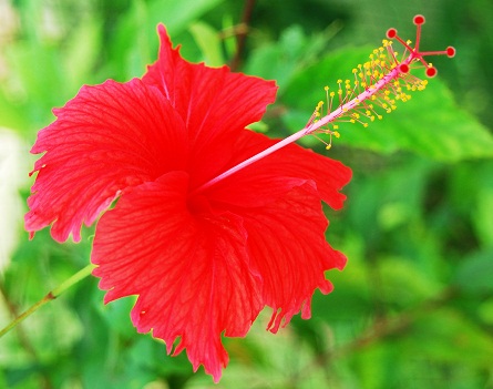 Hibiscus for damaged hair