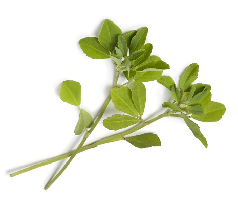 fenugreek leaves seeds