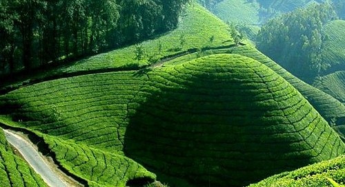 Honeymoon Destinations In Munnar