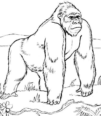 Zoo Animal Coloring Pages