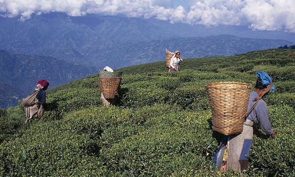 darjeeling_west-bengal-tourist-places