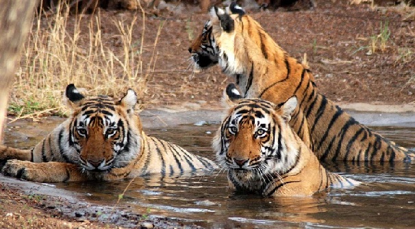 sundarbans_west-bengal-tourist-places