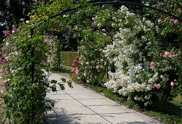 the-rose-garden-of-chandigarh_chandigarh-tourist-places