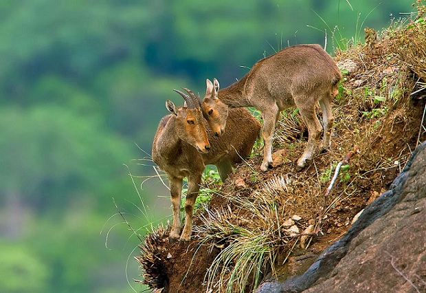 eravikulam-national-park_munnar-tourist-places