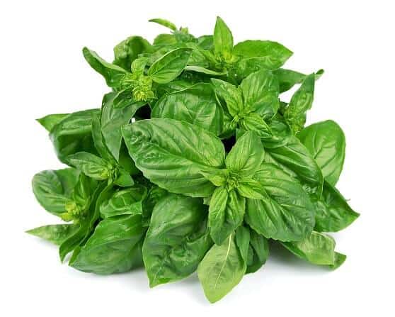 basil leaves as home remedy for food poisoning