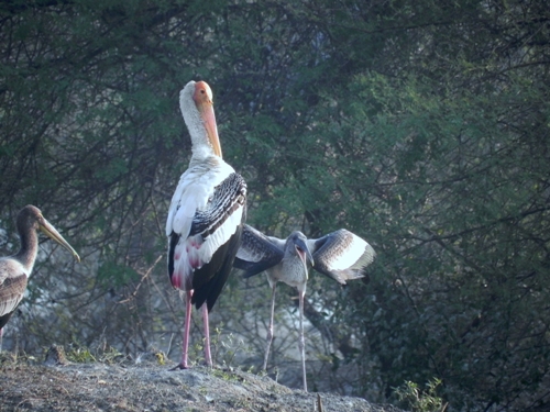 bird sanctuaries in india