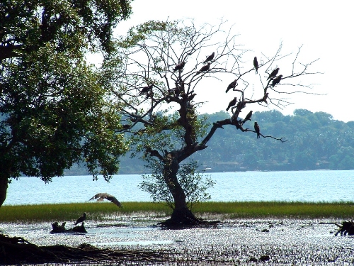 bird sanctuaries in india