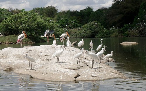 bird sanctuaries in india