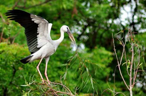 bird sanctuaries in india