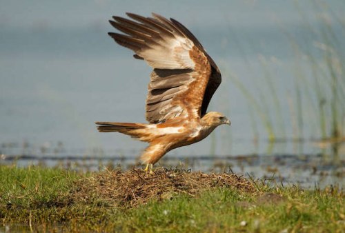 Chilka Lake Bird Sanctuary