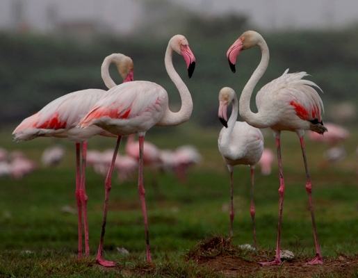 Dhumkal National Park