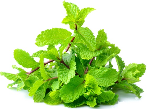 Mint Leaves For Dark Circles