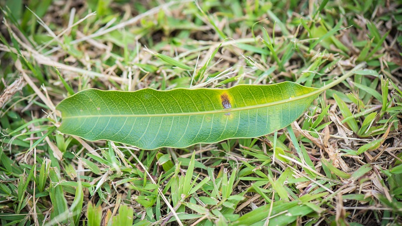 health benefits of mango leaves