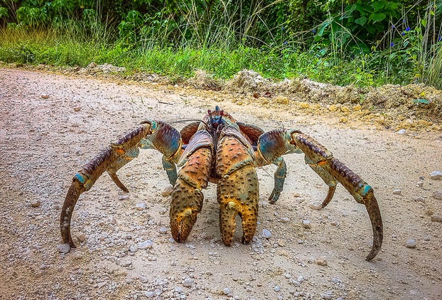 great-nicobar-biosphere-reserve_andaman-tourist-places