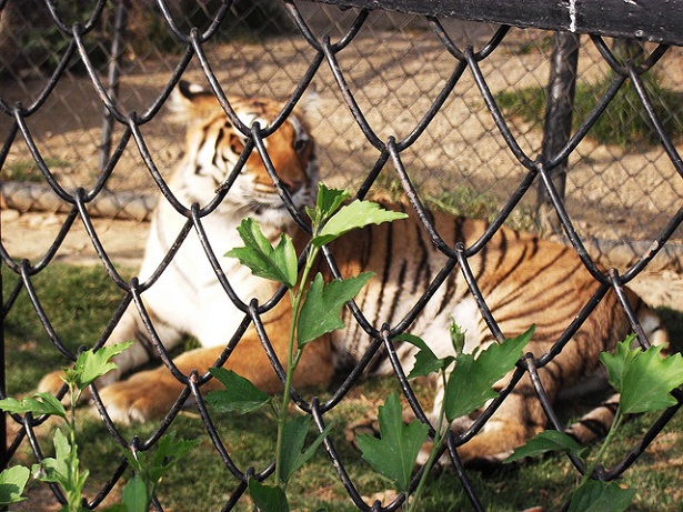 pt-g-b-pant-high-altitude-zoo_nainital-tourist-places