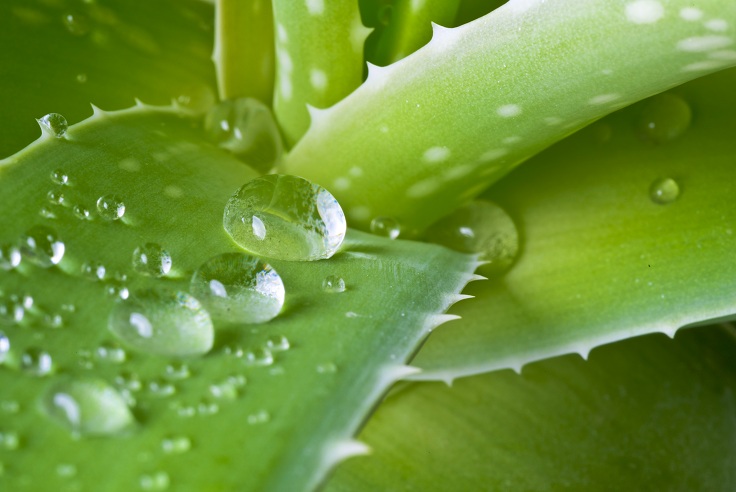 Aloe Vera Juice Benefits For Skin