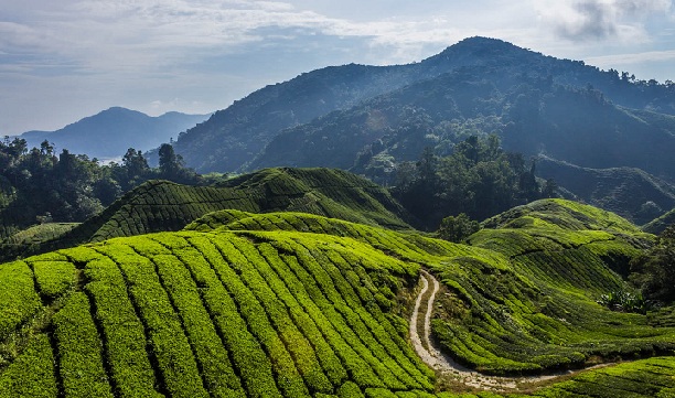 cameron-highlands_malaysia-tourist-places