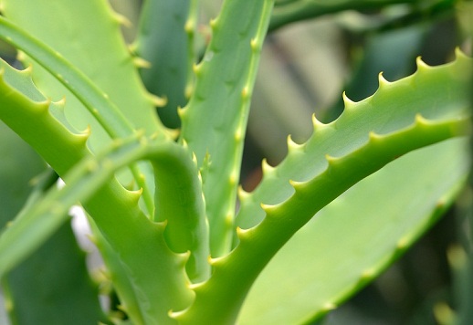 aloe vera for dark circles