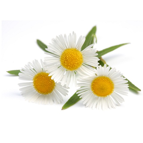 chamomile