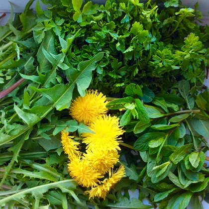 Dandelion And Peppermint For Natural Weight Loss