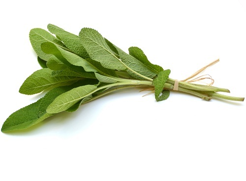 Sage For Weight Loss Naturally