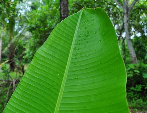 Plantain Leaves