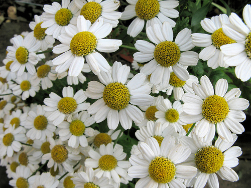 home remedies for migraine feverfew plant