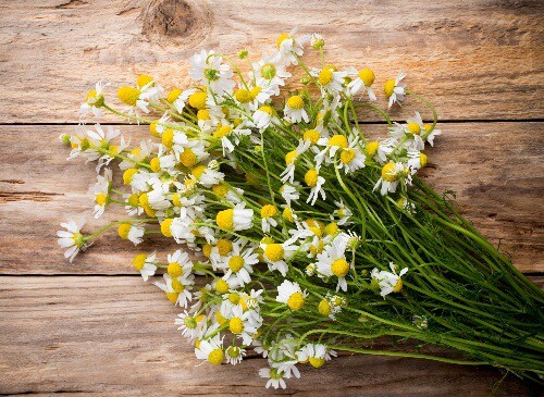 chamomile as home remedy for migraine